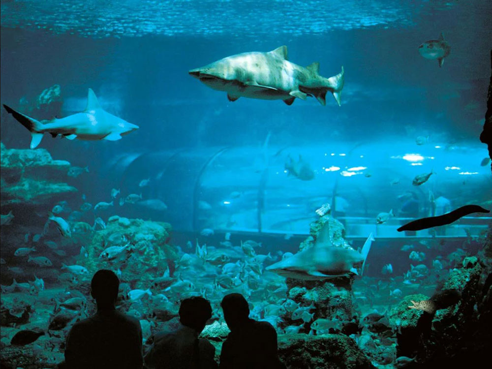 sharks in aquarium barcelona