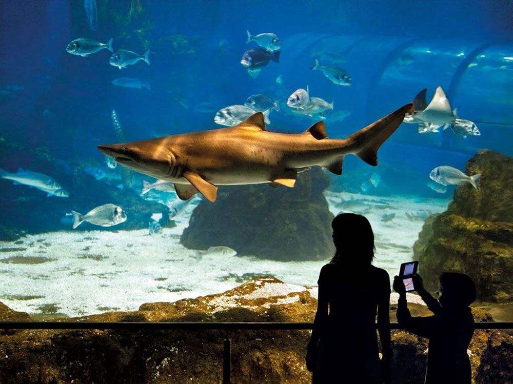 Shark up close in aquarium