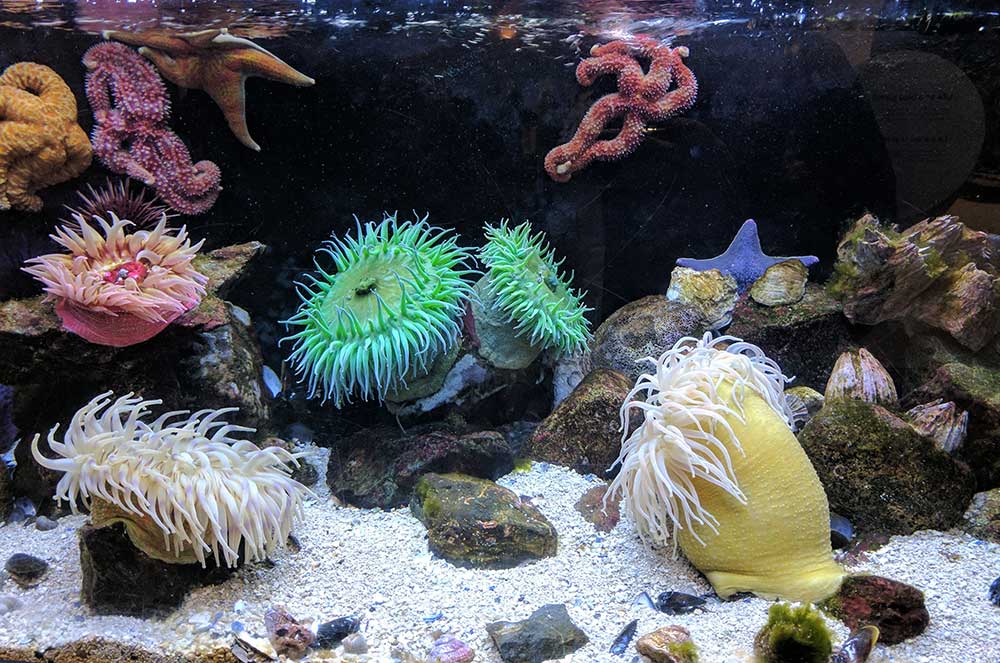 Sea anemones