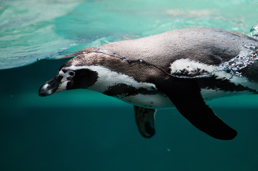 Humboldt penguin