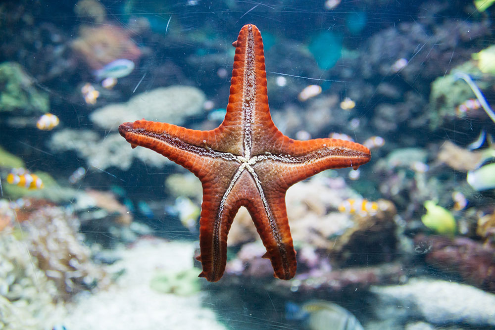 Starfish