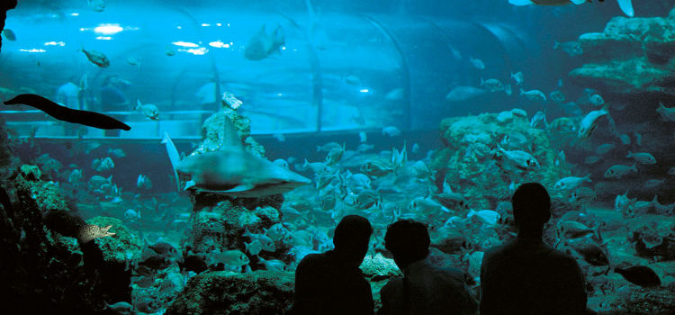 l'Aquarium Barcelona